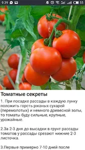 САД Огород Дача Хороший урожай screenshot 2