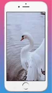 Swan HD WAllpaper screenshot 0