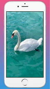 Swan HD WAllpaper screenshot 1