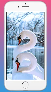 Swan HD WAllpaper screenshot 2
