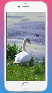 Swan HD WAllpaper screenshot 3