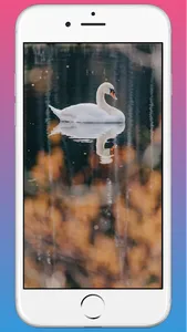 Swan HD WAllpaper screenshot 4