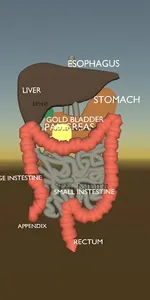 Digestive system screenshot 0