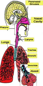 Respiratory System screenshot 0