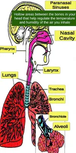 Respiratory System screenshot 1