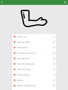 Learn Anatomy Muscles screenshot 10