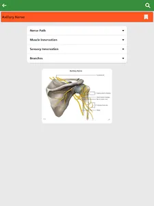 Learn Anatomy Muscles screenshot 12