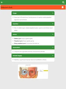 Learn Anatomy Muscles screenshot 14