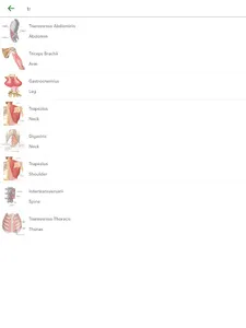 Learn Anatomy Muscles screenshot 15