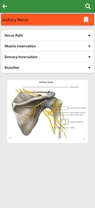 Learn Anatomy Muscles screenshot 6