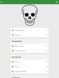 Learn Anatomy Muscles screenshot 9