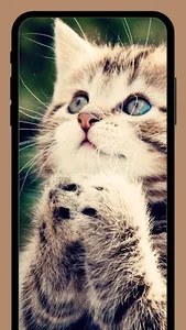 Cute Cats wallpapers HD+ screenshot 3