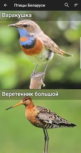 Птицы Беларуси screenshot 1