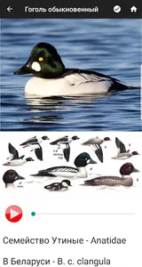 Птицы Беларуси screenshot 2