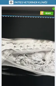 Paties Veteriner Kliniği screenshot 5