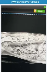 Paw Center Veteriner Kliniği screenshot 5