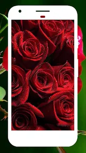 Rose Wallpaper , Rose Images screenshot 7