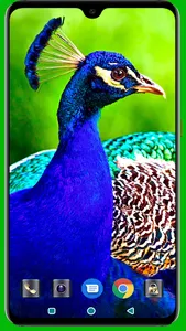 Peacock HD Wallpaper screenshot 1