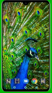 Peacock HD Wallpaper screenshot 10