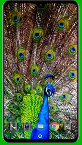 Peacock HD Wallpaper screenshot 11