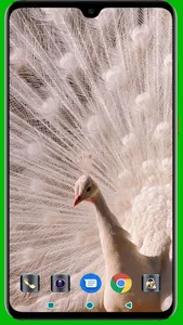 Peacock HD Wallpaper screenshot 12