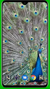 Peacock HD Wallpaper screenshot 14