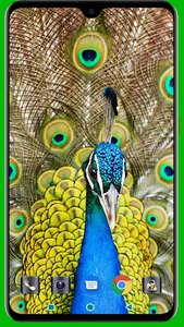 Peacock HD Wallpaper screenshot 15