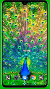 Peacock HD Wallpaper screenshot 2