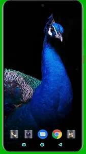 Peacock HD Wallpaper screenshot 3