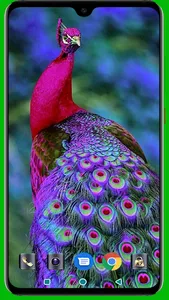 Peacock HD Wallpaper screenshot 4