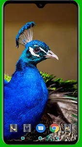 Peacock HD Wallpaper screenshot 5