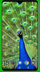 Peacock HD Wallpaper screenshot 6