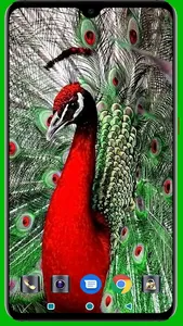 Peacock HD Wallpaper screenshot 8
