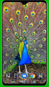 Peacock HD Wallpaper screenshot 9