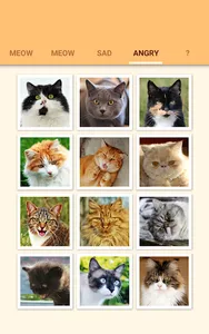 Cat Kitten Meow Sound Board screenshot 11