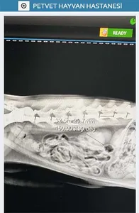 Petvet Hayvan Hastanesi screenshot 5