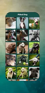 Pitbull Images screenshot 2