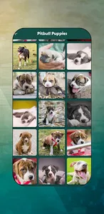 Pitbull Images screenshot 4