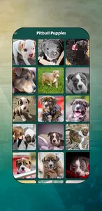 Pitbull Images screenshot 5