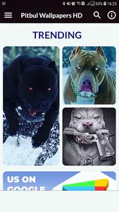 Pitbul Wallpapers HD screenshot 0