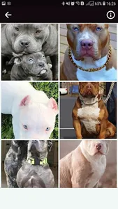 Pitbul Wallpapers HD screenshot 1