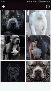 Pitbul Wallpapers HD screenshot 2