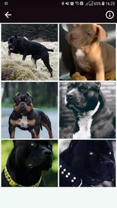 Pitbul Wallpapers HD screenshot 3