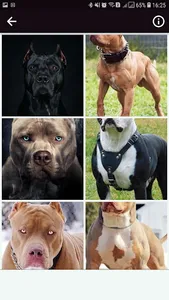 Pitbul Wallpapers HD screenshot 4