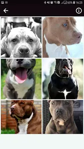 Pitbul Wallpapers HD screenshot 5