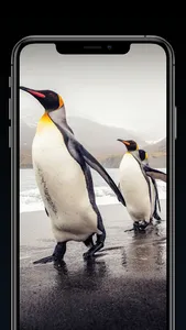 PixelPerfect : Wallpaper App screenshot 7