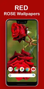 Rosely - Rose wallpapers HD screenshot 2