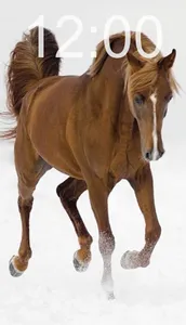 Horse Wallpapers screenshot 0