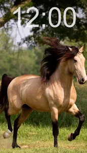 Horse Wallpapers screenshot 2
