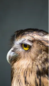 Owl Wallpaper OFFLINE screenshot 0